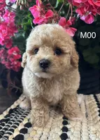 Duke, a male Maltipoo for sale in West Point, IA – 8 of 10