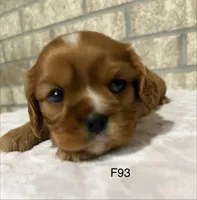 Lilly, a female Cavalier King Charles Spaniel for sale in West Point, IA – 2 of 10