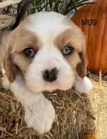 Dawson, a male Cavalier King Charles Spaniel for sale in West Point, IA – 4 of 8