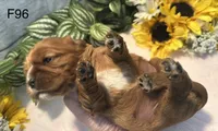 Ruby, a female Cavalier King Charles Spaniel for sale in West Point, IA – 4 of 8