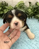 Bruno, a male Cavalier King Charles Spaniel for sale in West Point, IA – 2 of 10