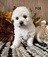 Lilly, a female Maltipoo for sale in West Point, IA – 9 of 10