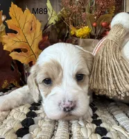Kayce, a male Cockapoo for sale in West Point, IA – 6 of 8