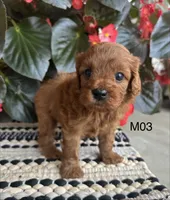 Zuke, a male Cavapoo for sale in West Point, IA – 3 of 10