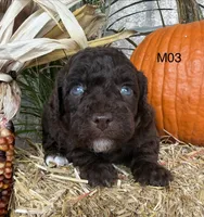 Milo, a male Poodle - Miniature  for sale in West Point, IA – 9 of 10