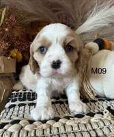Dawson, a male Cavalier King Charles Spaniel for sale in West Point, IA – 5 of 8