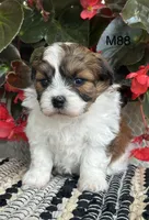 Teddy, a male Bichon Frise and Shih Tzu for sale in West Point, IA – 6 of 9