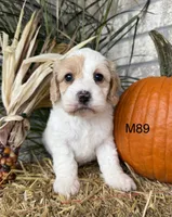 Hunter, a male Cockapoo for sale in West Point, IA – 4 of 10