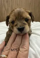 Blaze, a male Yorkipoo for sale in West Point, IA – 7 of 10
