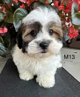 Max, a male Maltipoo for sale in West Point, IA – 4 of 10