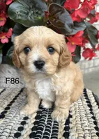Bella, a female Cavachon for sale in West Point, IA – 3 of 10