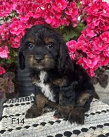 Sophie, a female Cockapoo for sale in West Point, IA – 8 of 9