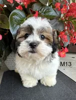 Max, a male Maltipoo for sale in West Point, IA – 7 of 10