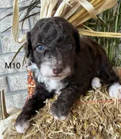 Otis, a male Poodle - Miniature  for sale in West Point, IA – 6 of 10