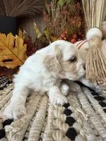 Autumn , a female Cockapoo for sale in West Point, IA – 7 of 10
