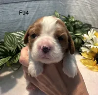 Daisy , a female Cavalier King Charles Spaniel for sale in West Point, IA – 2 of 8