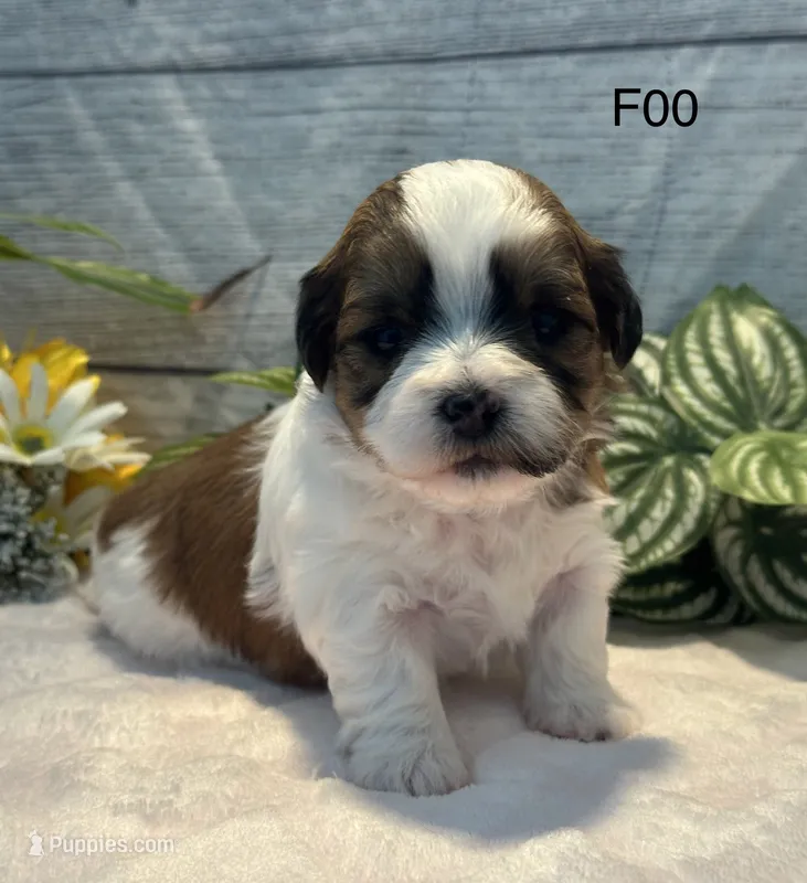 Mary – Bichon Frise, Shih Tzu puppy for sale in West Point, IA