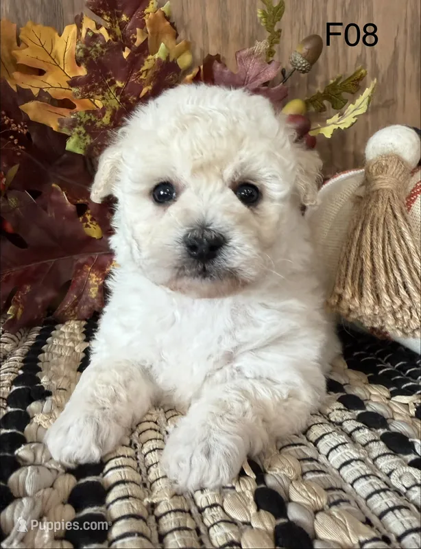 Lilly – Maltipoo puppy for sale in West Point, IA