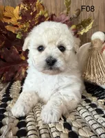 Lilly, a female Maltipoo for sale in West Point, IA – 1 of 10