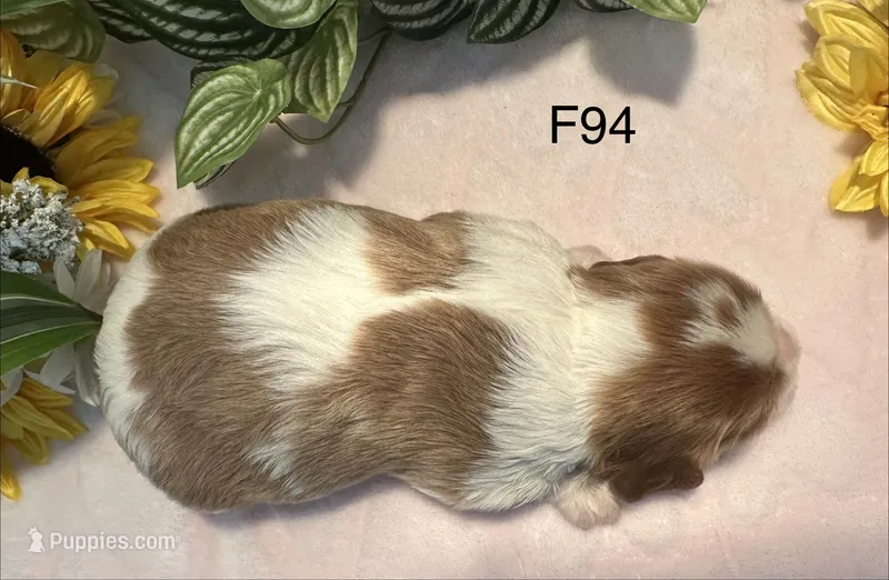 Daisy  – Cavalier King Charles Spaniel puppy for sale in West Point, IA