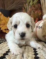 Autumn , a female Cockapoo for sale in West Point, IA – 2 of 10