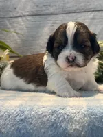 Buddy, a male Bichon Frise and Shih Tzu for sale in West Point, IA – 8 of 8