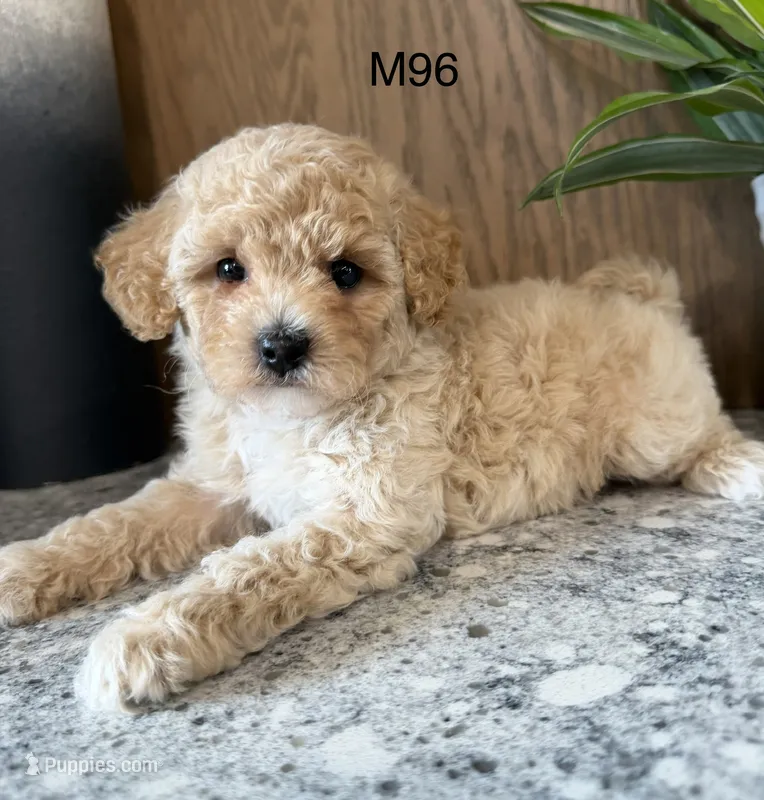 Fran – Maltipoo puppy for sale in West Point, IA