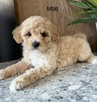 Fran, a male Maltipoo for sale in West Point, IA – 1 of 10