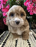 Cooper , a male Cockapoo for sale in West Point, IA – 4 of 10