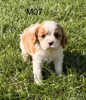 Cooper , a male Cavalier King Charles Spaniel for sale in West Point, IA – 1 of 10