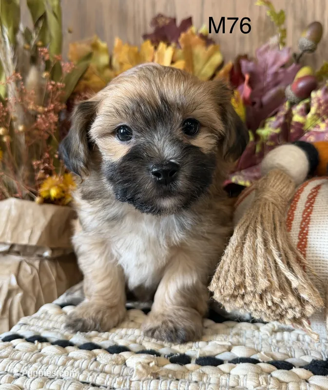 Zuke – Yorkipoo puppy for sale in West Point, IA