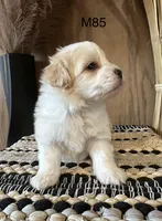 Nolan , a male Maltipoo for sale in West Point, IA – Photo 3 of 6