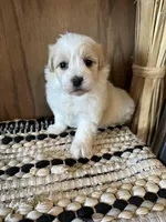 Nolan , a male Maltipoo for sale in West Point, IA – Photo 2 of 6