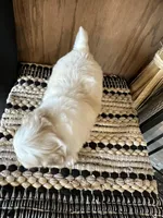 Nolan , a male Maltipoo for sale in West Point, IA – Photo 5 of 6