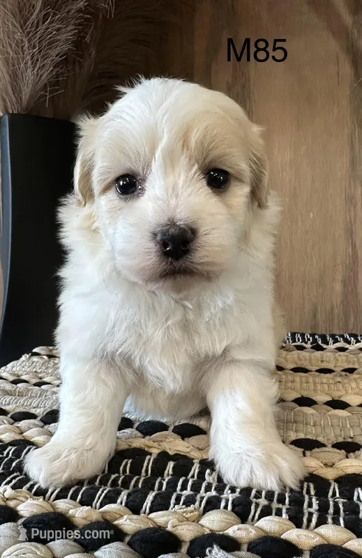 Nolan , a male Maltipoo for sale in West Point, IA – Photo 1 of 6