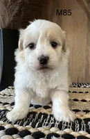Nolan , a male Maltipoo for sale in West Point, IA – Photo 1 of 6
