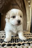 Nolan , a male Maltipoo for sale in West Point, IA – Photo 4 of 6