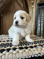 Nolan , a male Maltipoo for sale in West Point, IA – Photo 6 of 6