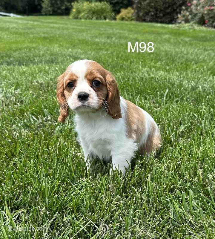 Milo – Cavalier King Charles Spaniel puppy for sale in West Point, IA