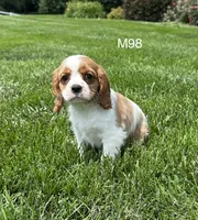 Milo, a male Cavalier King Charles Spaniel for sale in West Point, IA – 1 of 9