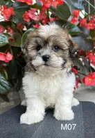 Leo, a male Maltipoo for sale in West Point, IA – 6 of 10