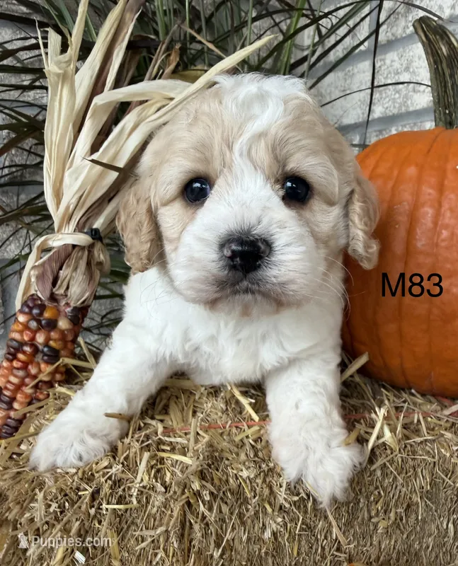 Hunter – Cockapoo puppy for sale in West Point, IA
