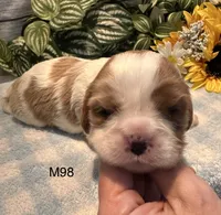 Milo, a male Cavalier King Charles Spaniel for sale in West Point, IA – 2 of 8