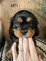 Duke, a male Cavalier King Charles Spaniel for sale in West Point, IA – Photo 2 of 10