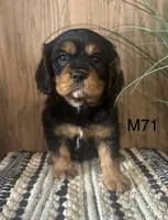 Duke, a male Cavalier King Charles Spaniel for sale in West Point, IA – Photo 9 of 10