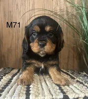 Duke, a male Cavalier King Charles Spaniel for sale in West Point, IA – Photo 4 of 10