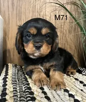 Duke, a male Cavalier King Charles Spaniel for sale in West Point, IA – Photo 1 of 10