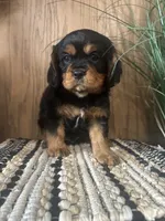 Duke, a male Cavalier King Charles Spaniel for sale in West Point, IA – Photo 10 of 10