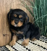 Duke, a male Cavalier King Charles Spaniel for sale in West Point, IA – Photo 5 of 10