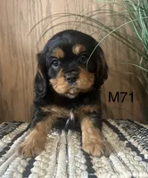 Duke, a male Cavalier King Charles Spaniel for sale in West Point, IA – Photo 8 of 10